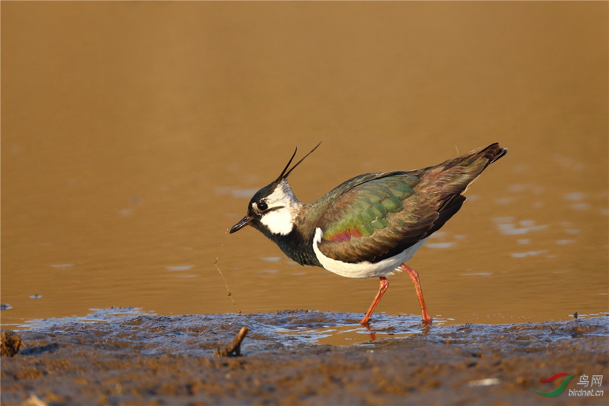 吉林省鸟类图鉴图片征集启事