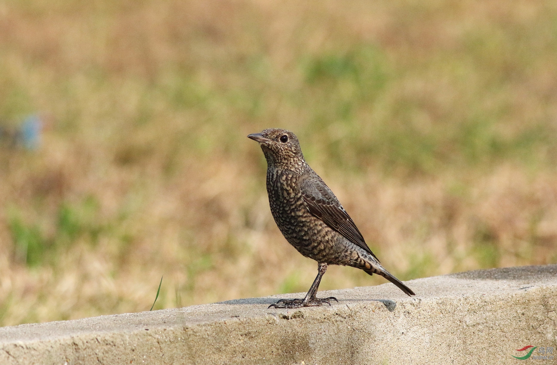请教老师这是什么鸫鸫?