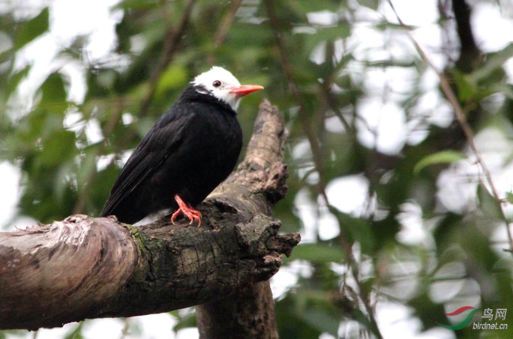 白头红嘴黑鹎