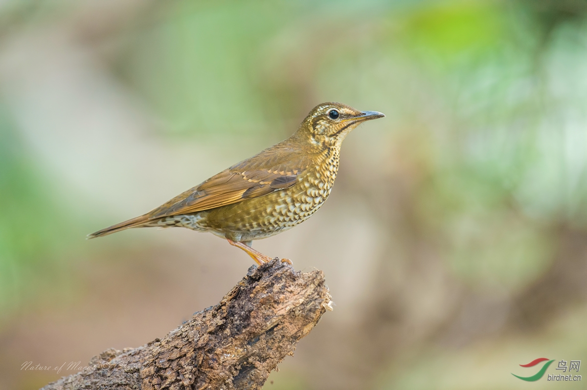 白眉地鸫 ((雌鸟))