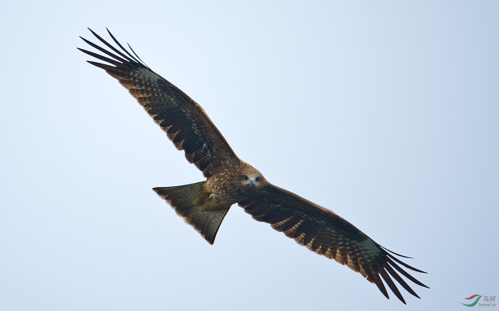 千岛湖上空的鹰