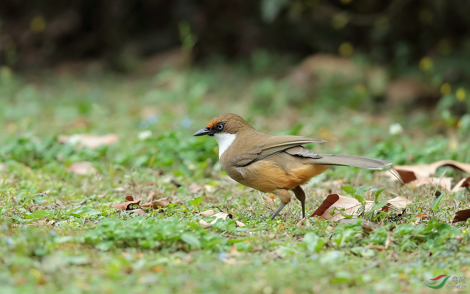 白喉噪鹛跳芭蕾