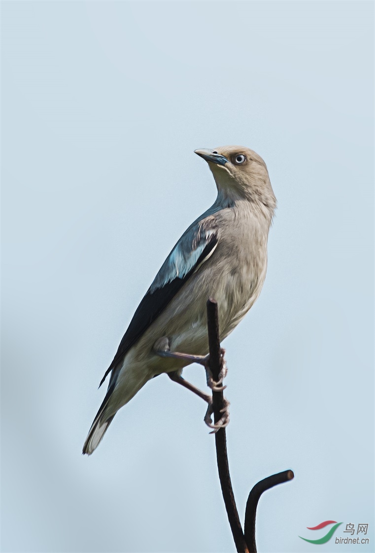 灰背椋鸟高调片一组