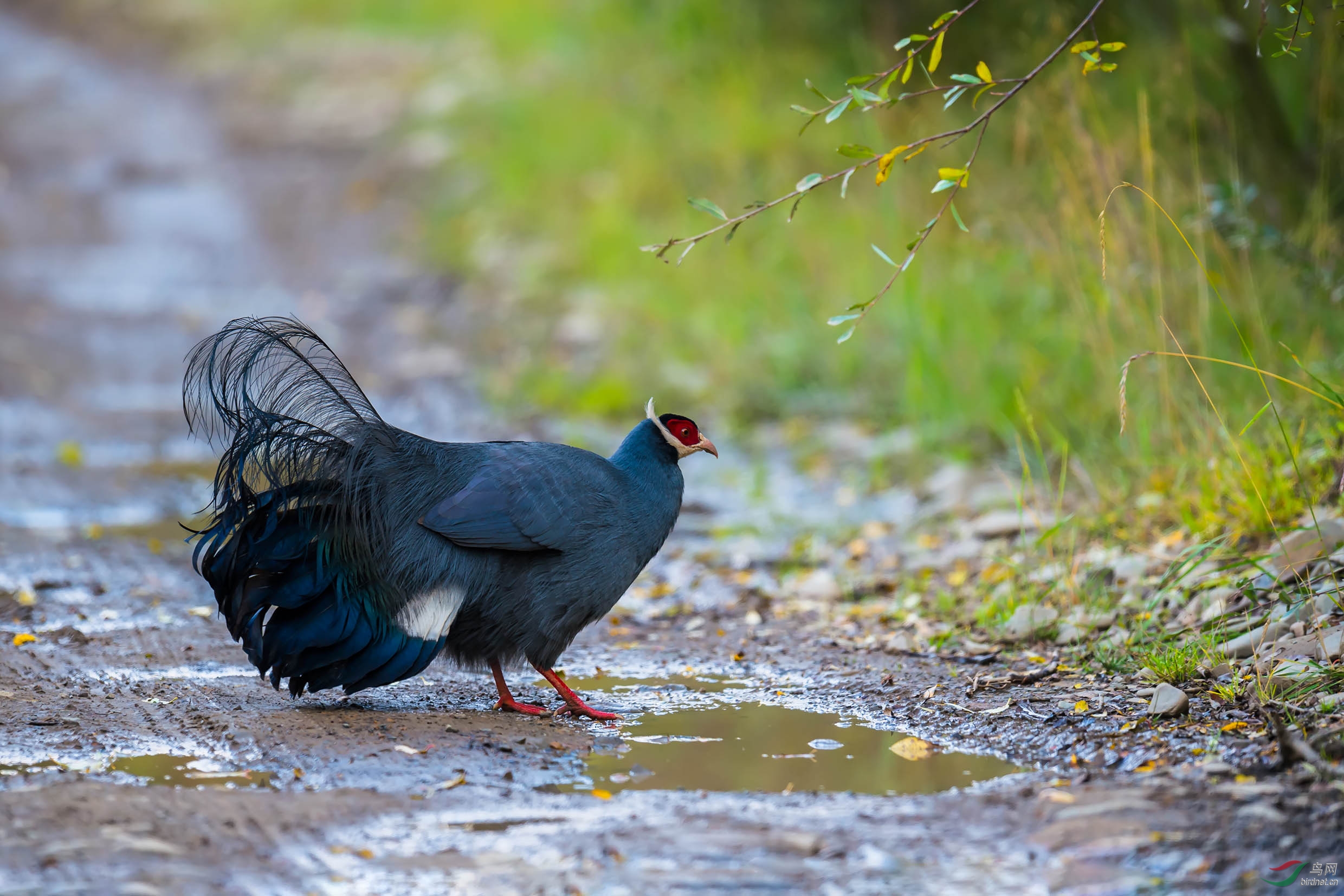 难得一见蓝马鸡
