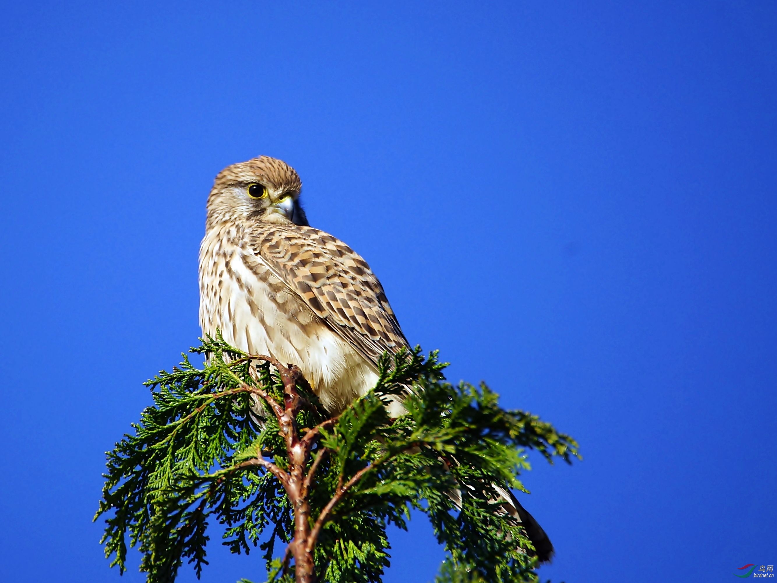 红隼- 艺术创意鸟网