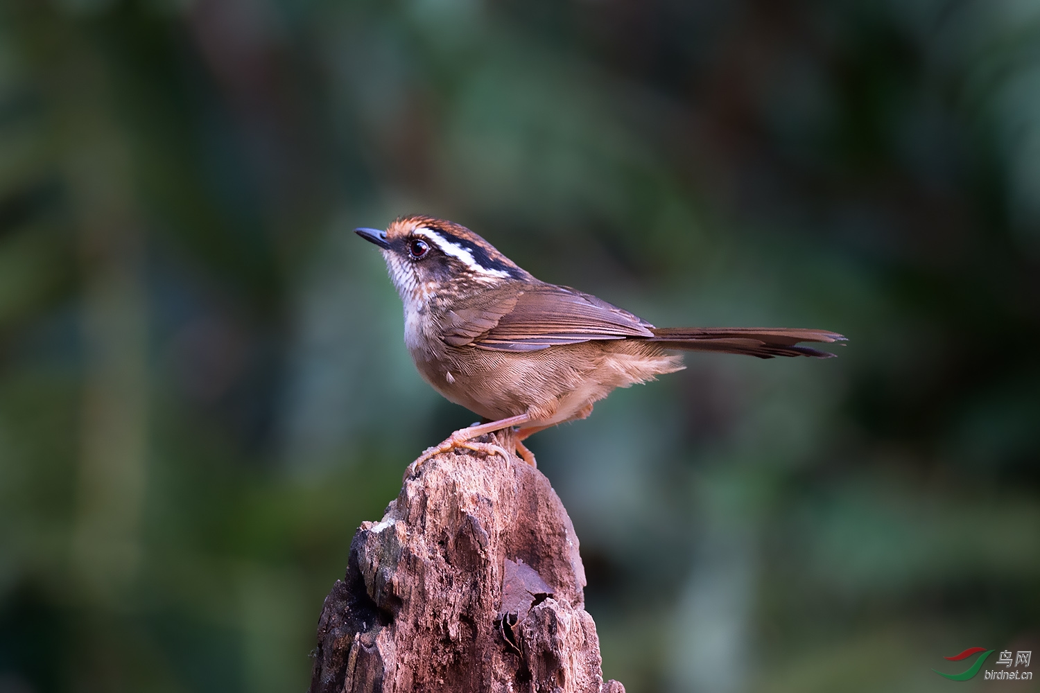 褐胁雀鹛 - 云南版 yunnan 鸟网