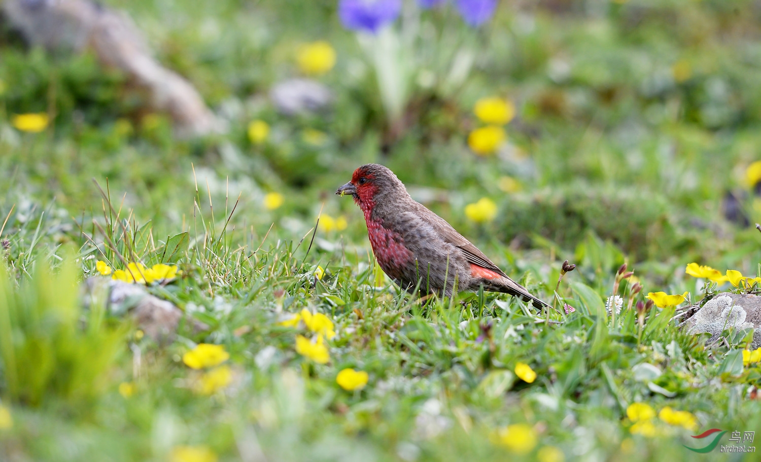 巴郎山的红胸朱雀