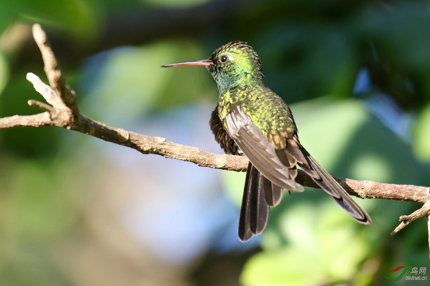 古巴翠蜂鸟