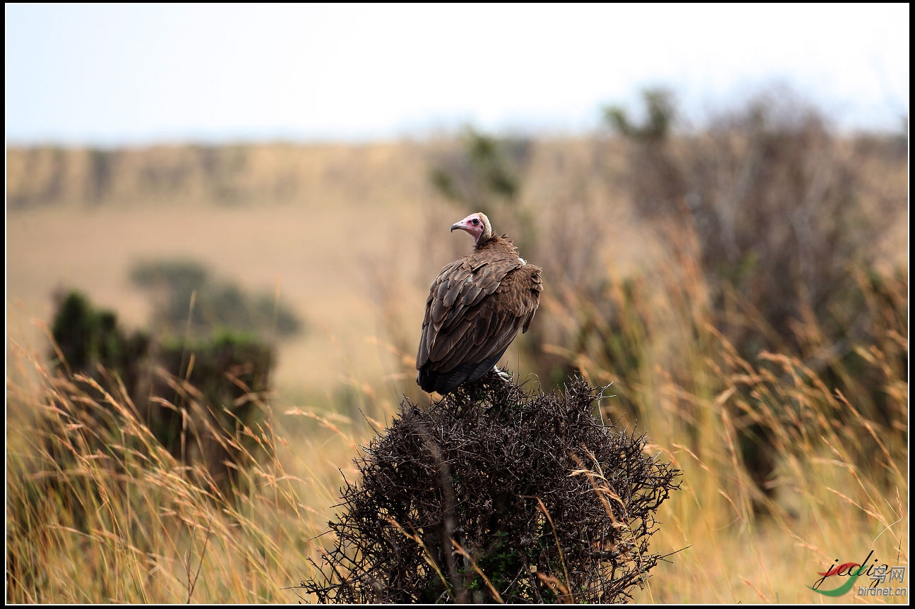 肯尼亞行之hooded vulture