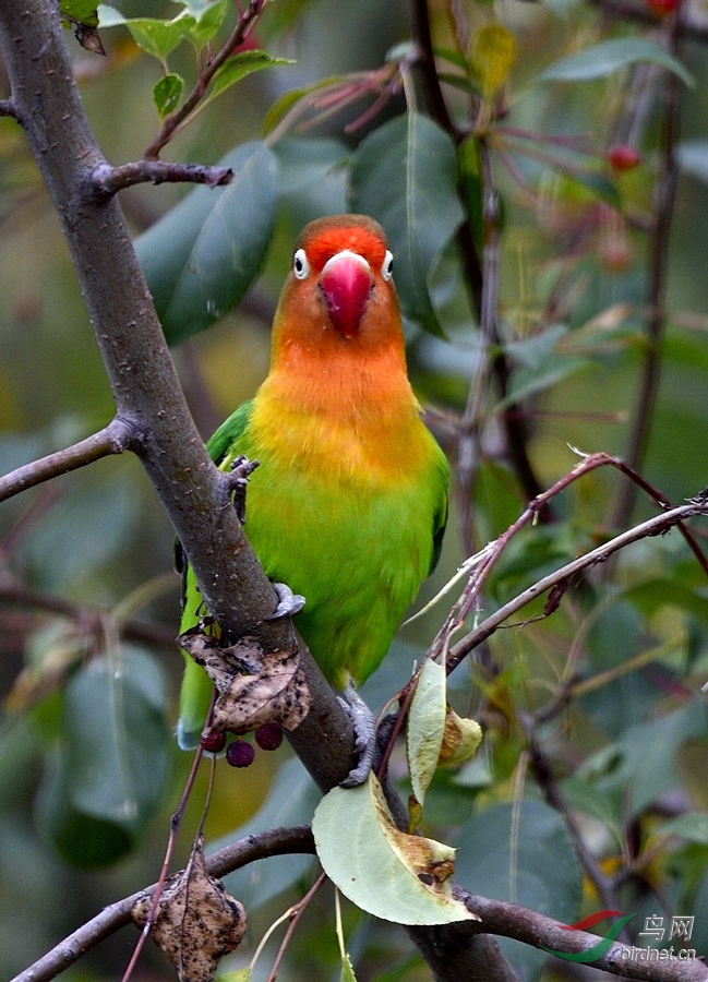红绿金刚小鹦鹉