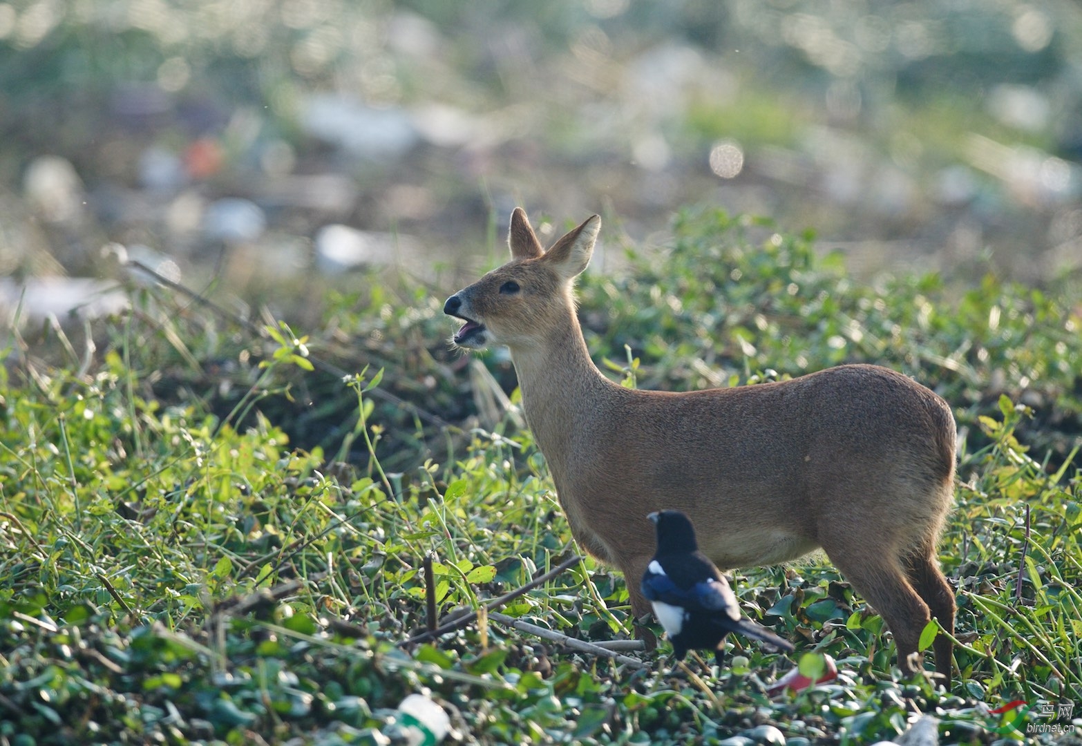 香樟国家二级保护动物