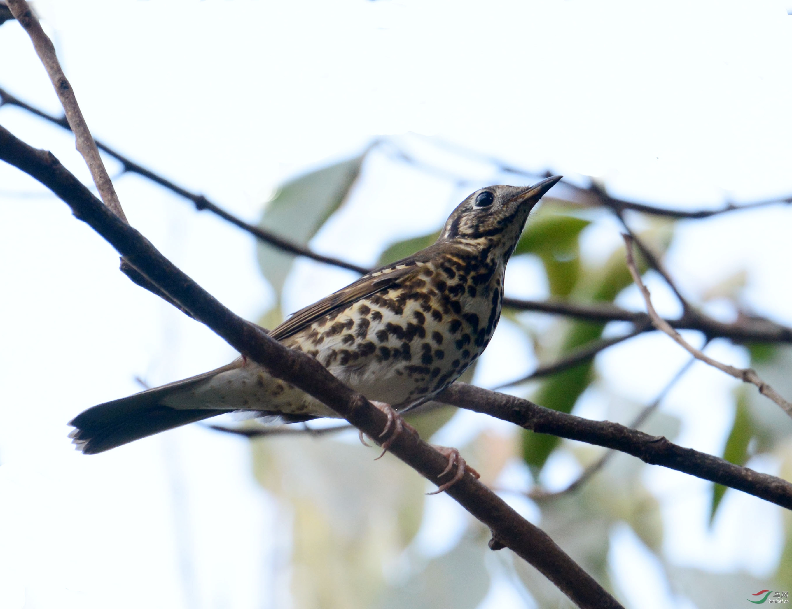 是不是宝兴歌鸫 - 鸟类识别 bird identification 鸟网
