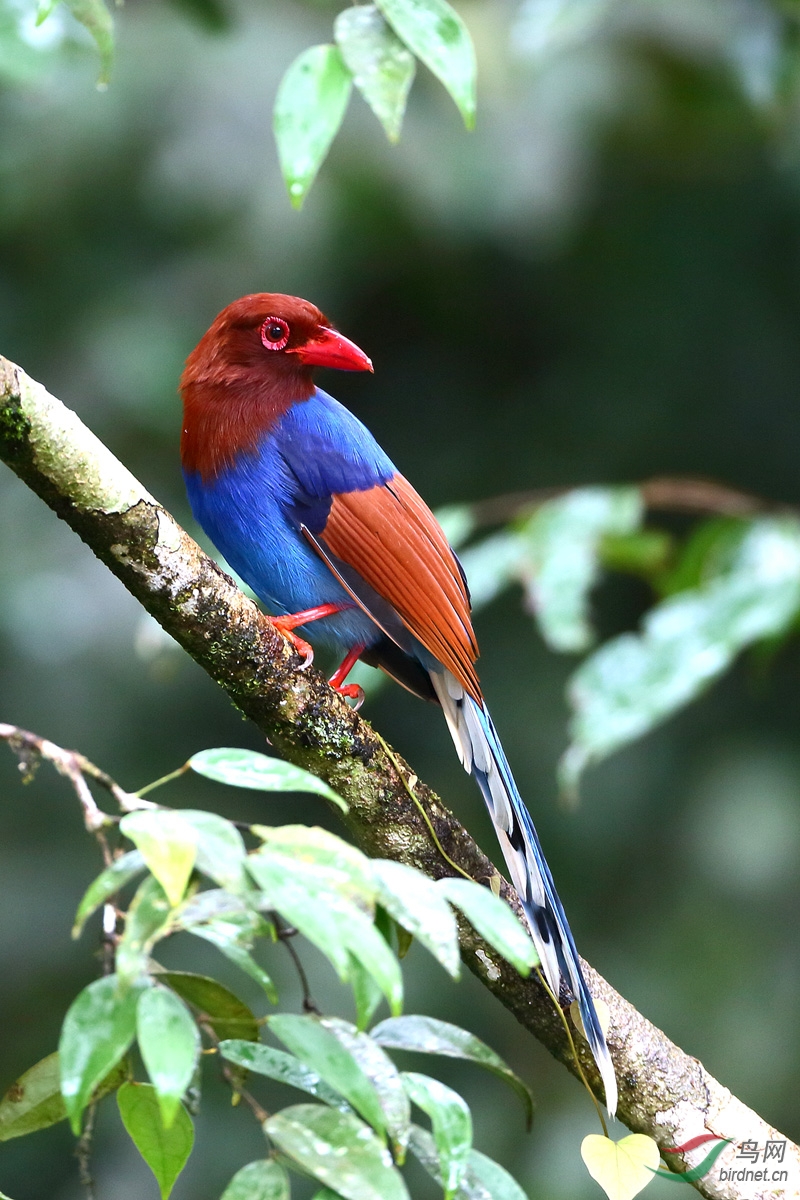 东方飞羽斯里兰卡拍鸟归来