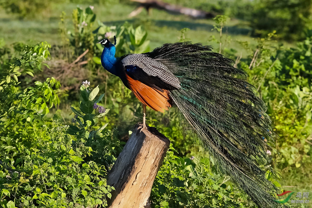 东方飞羽斯里兰卡拍鸟归来