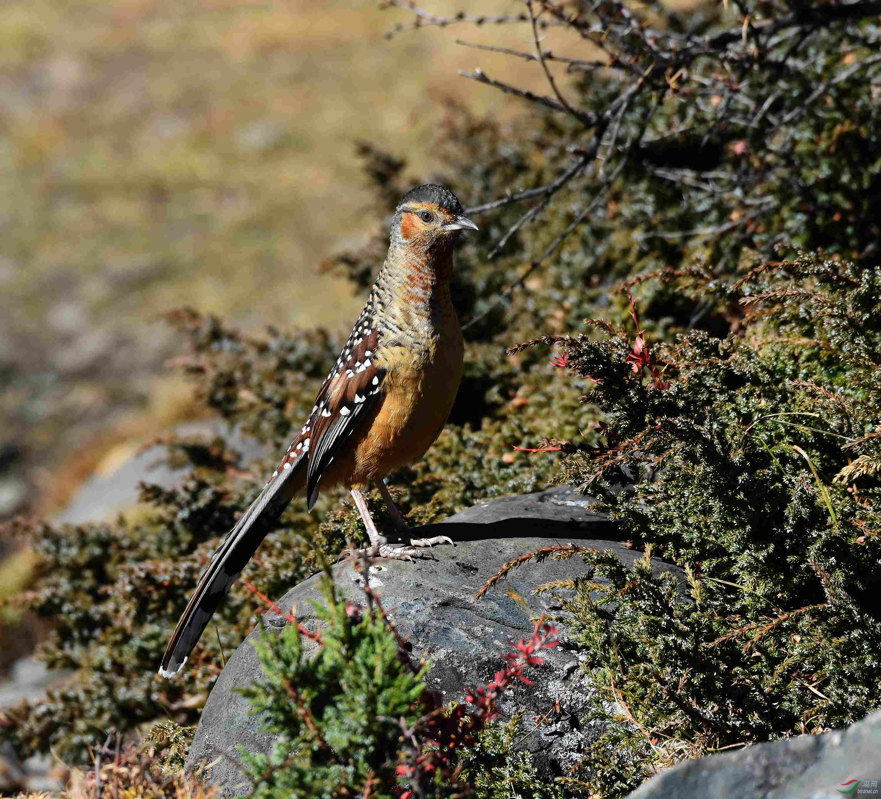 川西高原拍鸟大噪鹛 - 四川版 sichuan 鸟网