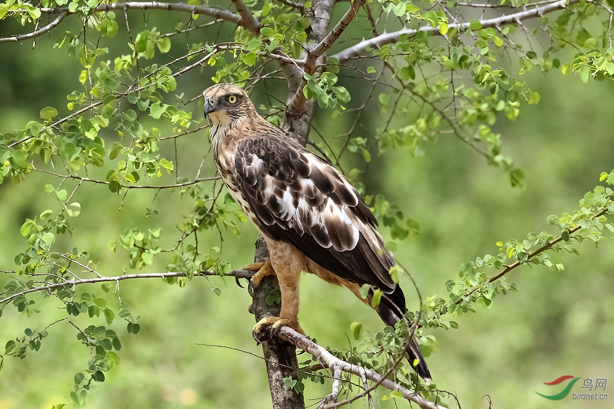 东方飞羽斯里兰卡拍鸟归来