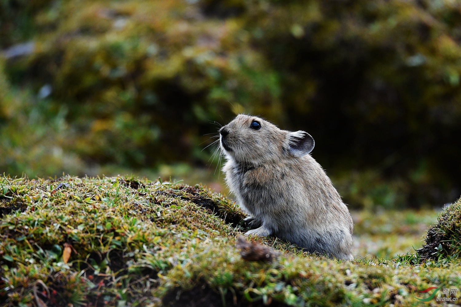 北美鼠兔图片