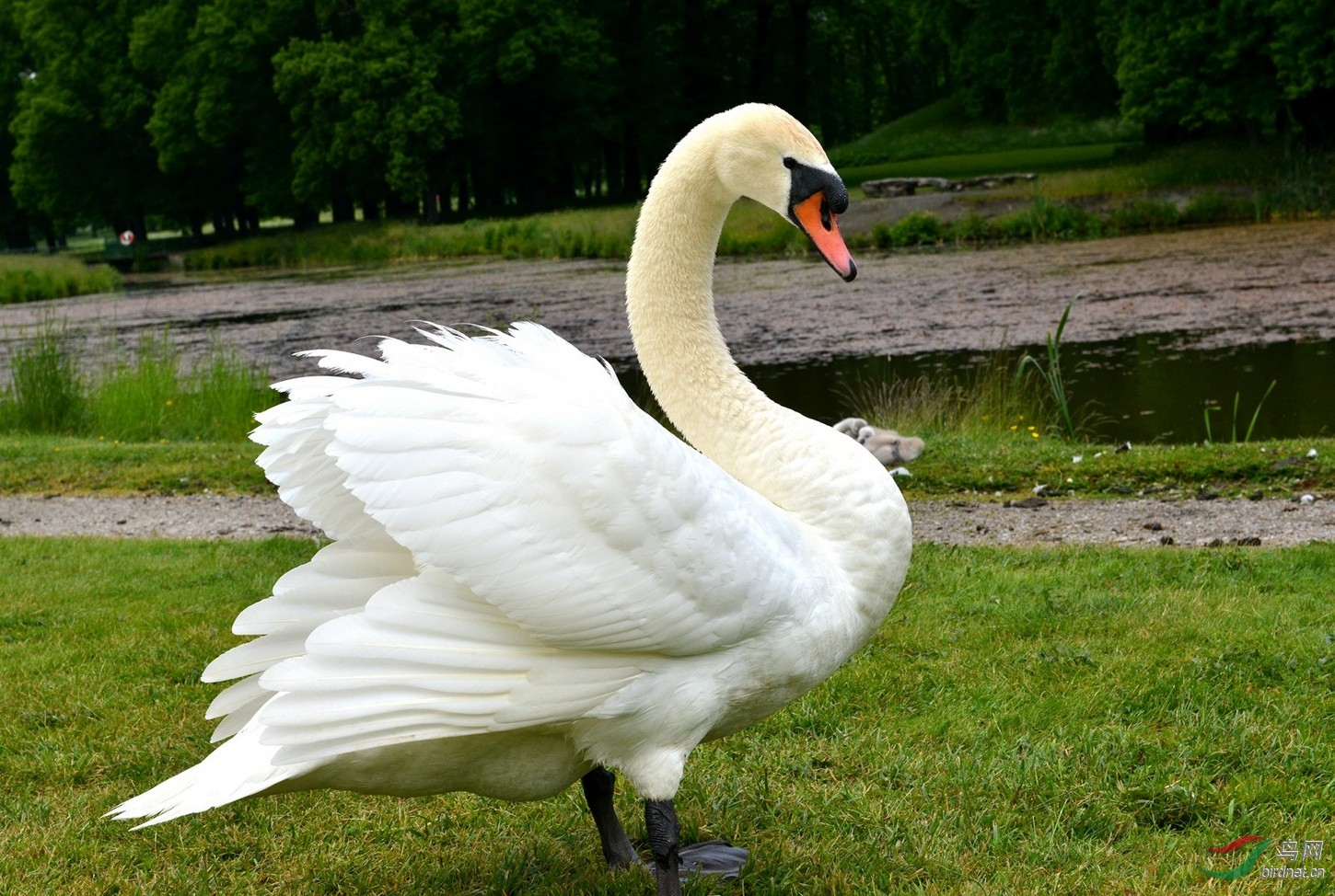 天鹅,家鹅,求同存异,优雅,朴素,自然逸然!