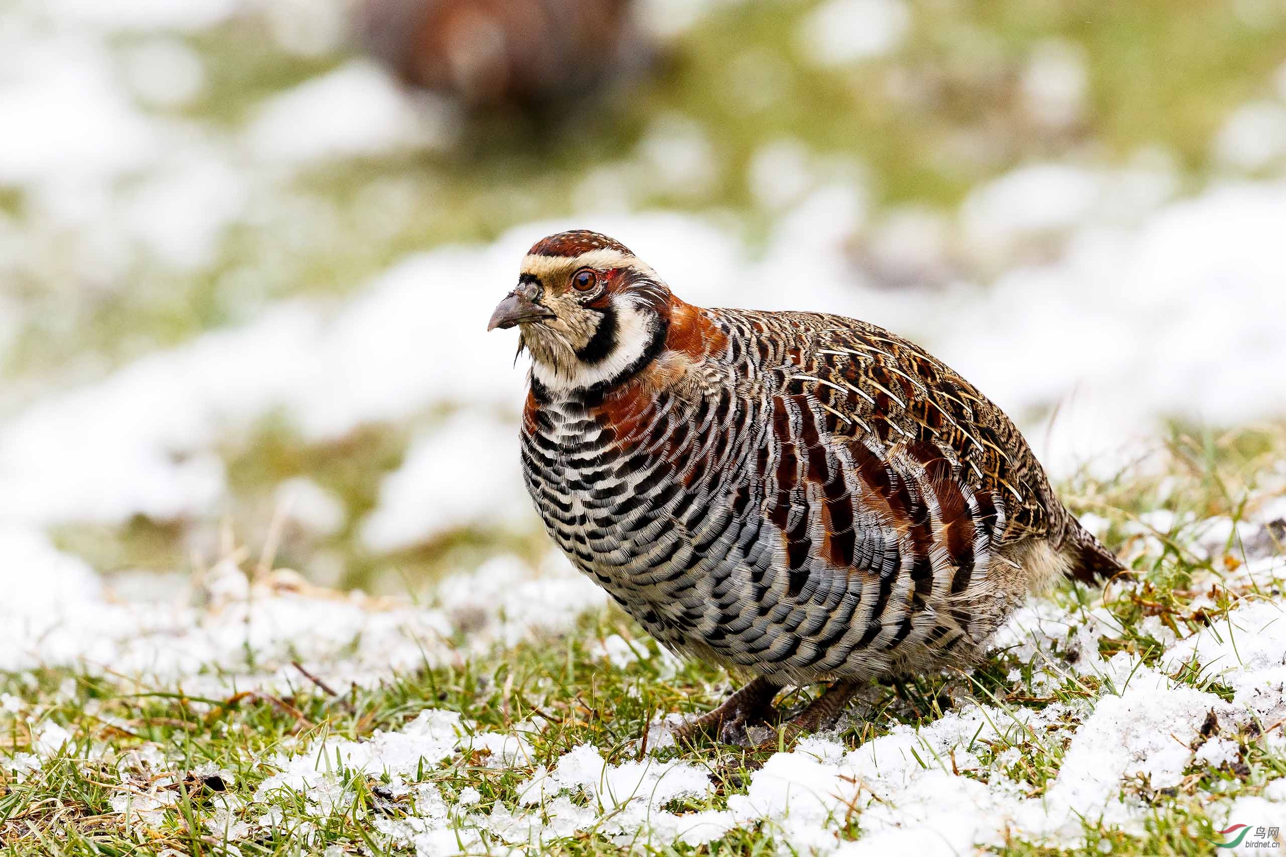 高原山鹑 - 云南版 yunnan 鸟网