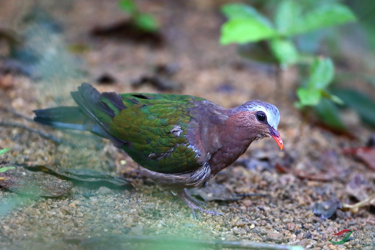 69 上海版 shanghai 69 东方飞羽,斯里兰卡拍鸟归来   绿翅金鸠