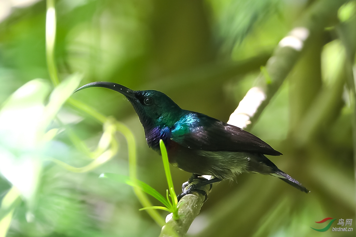 紫花蜜鸟(公)-purple sunbird.jpg