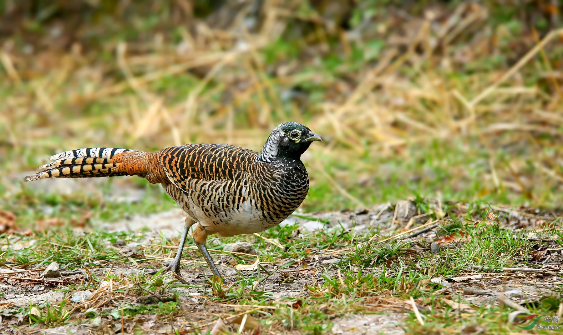 康定白腹锦鸡祝朋友们周末快乐!