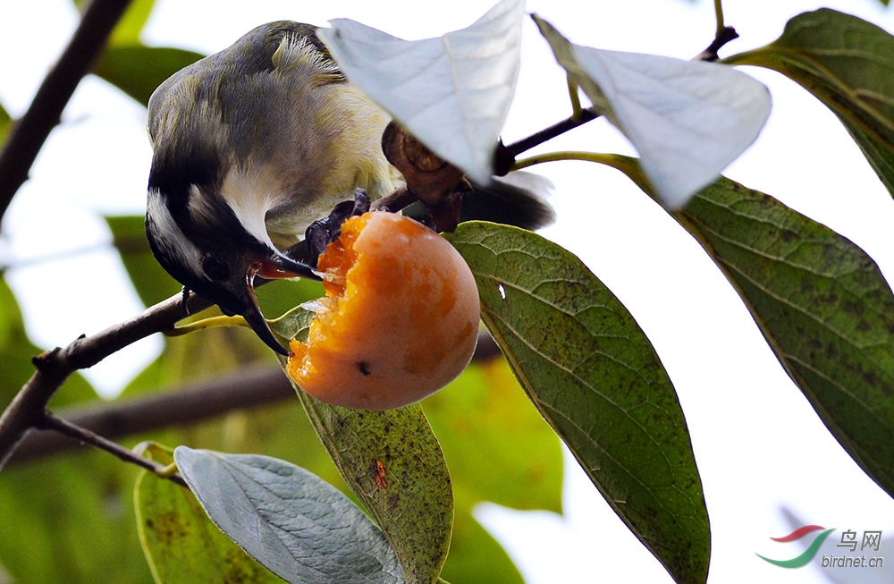 吃柿子的鸟