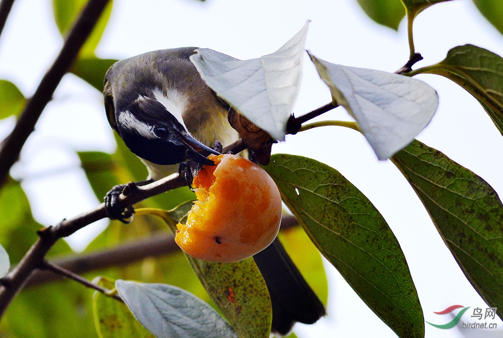 吃柿子的鸟