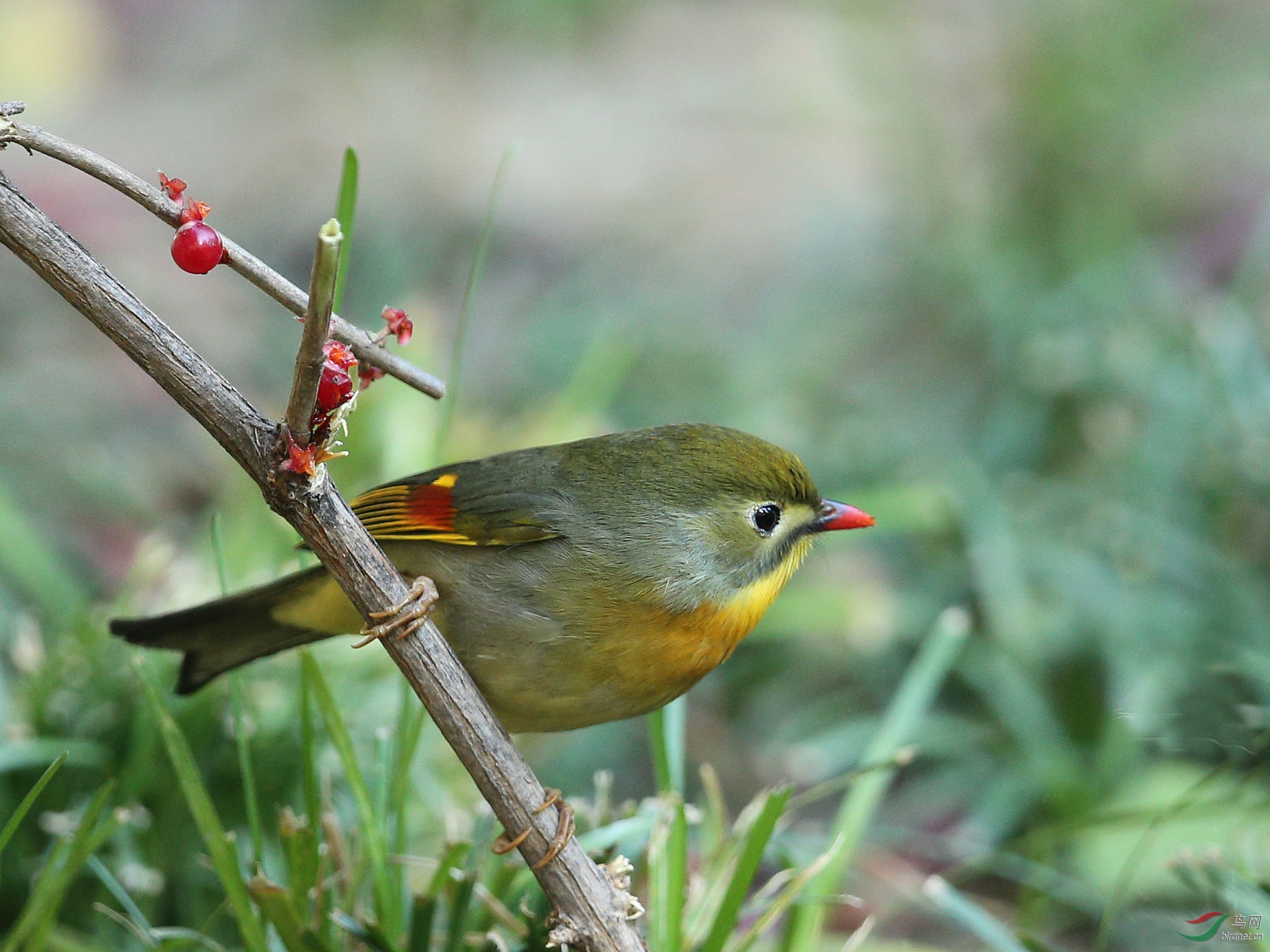 红嘴相思雀--板井
