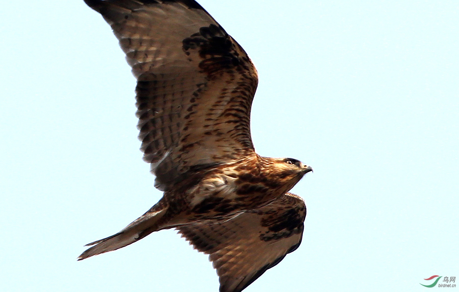 新拍鵟飞隼舞南海子二期