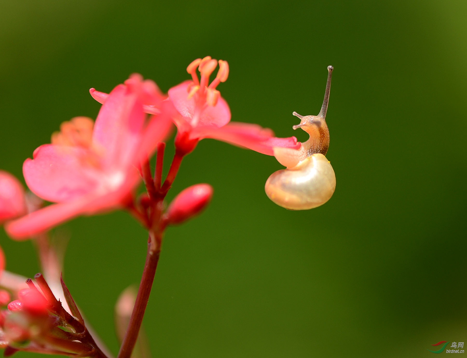 在花瓣上行走的蜗牛