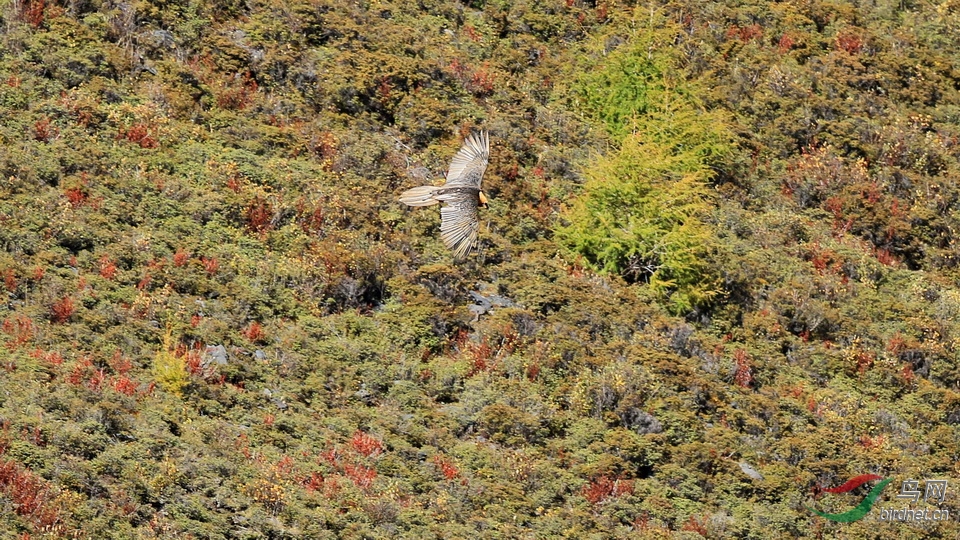 鷹20151005四川康定朋布西鄉提弄村土登家