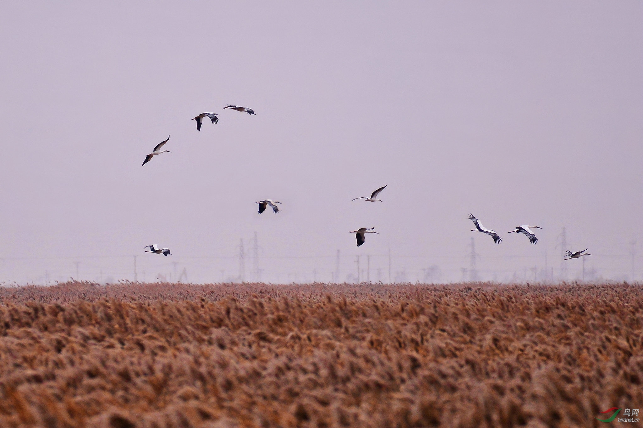 盘锦鹤群掠过旷野
