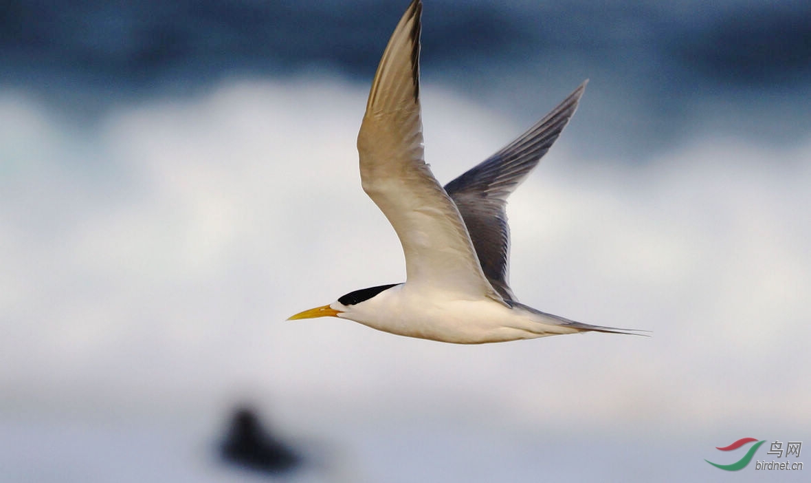 论坛首页 69 地方区 regional zone 69 河南版 henan 69 尖嘴