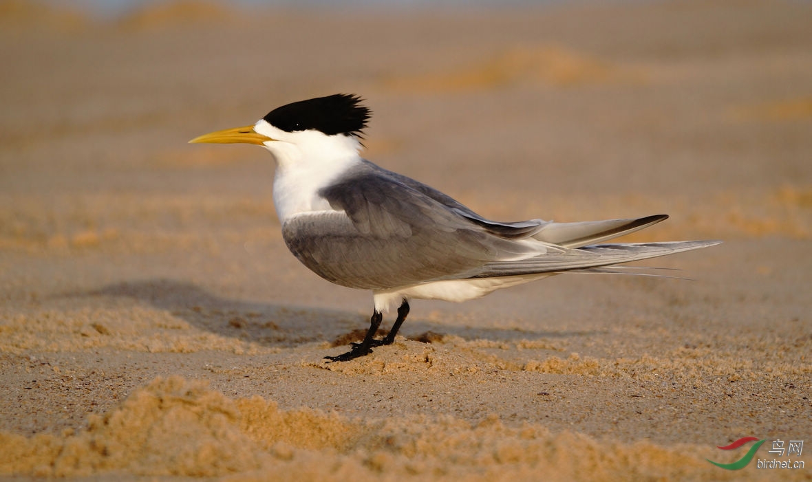 论坛首页 69 地方区 regional zone 69 河南版 henan 69 尖嘴