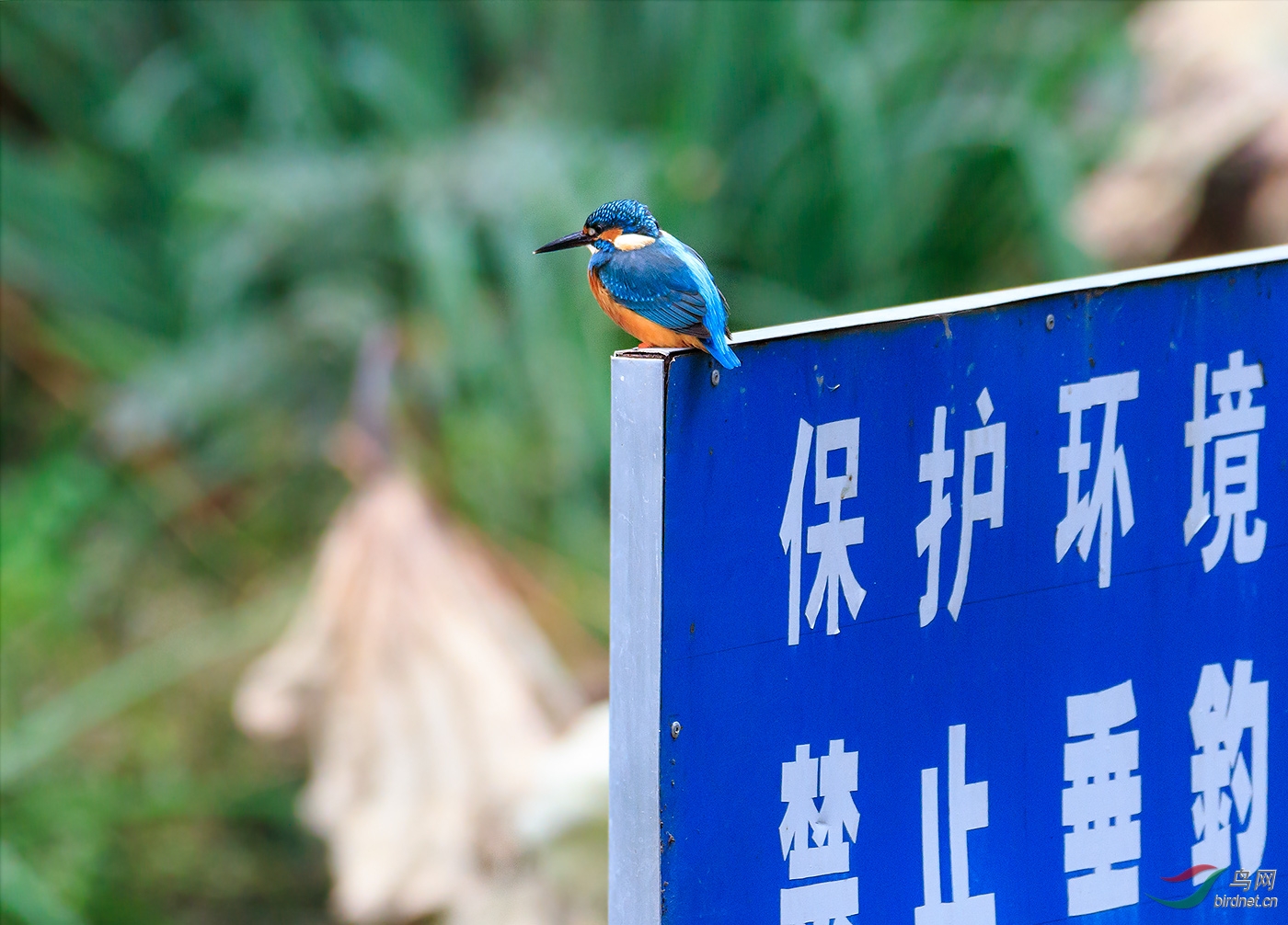 我的鱼塘我做主(翠鸟)