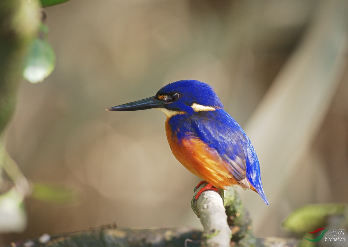 澳大利亚的蓝翠鸟