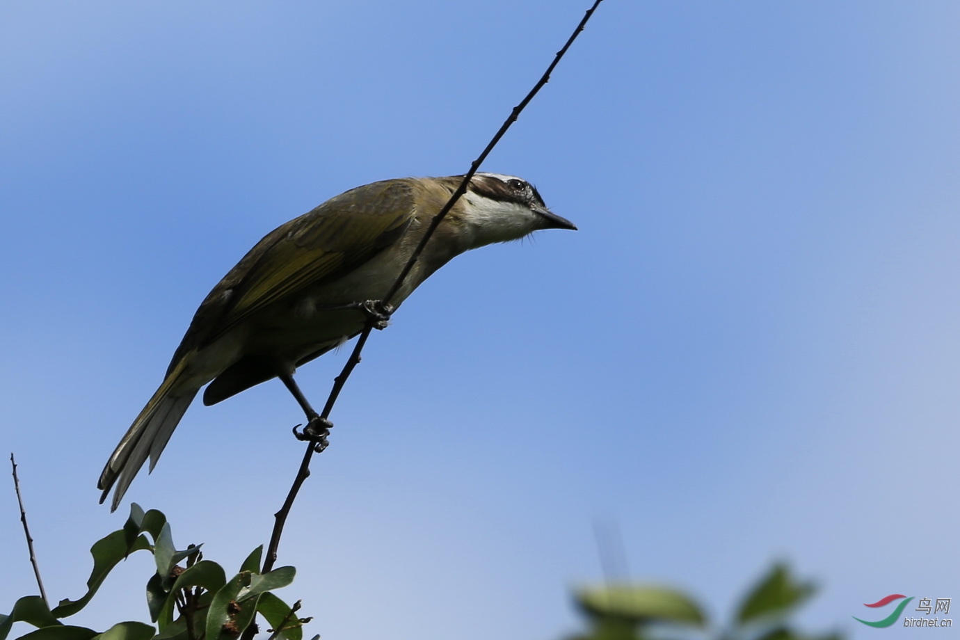 深圳四海公园林鸟