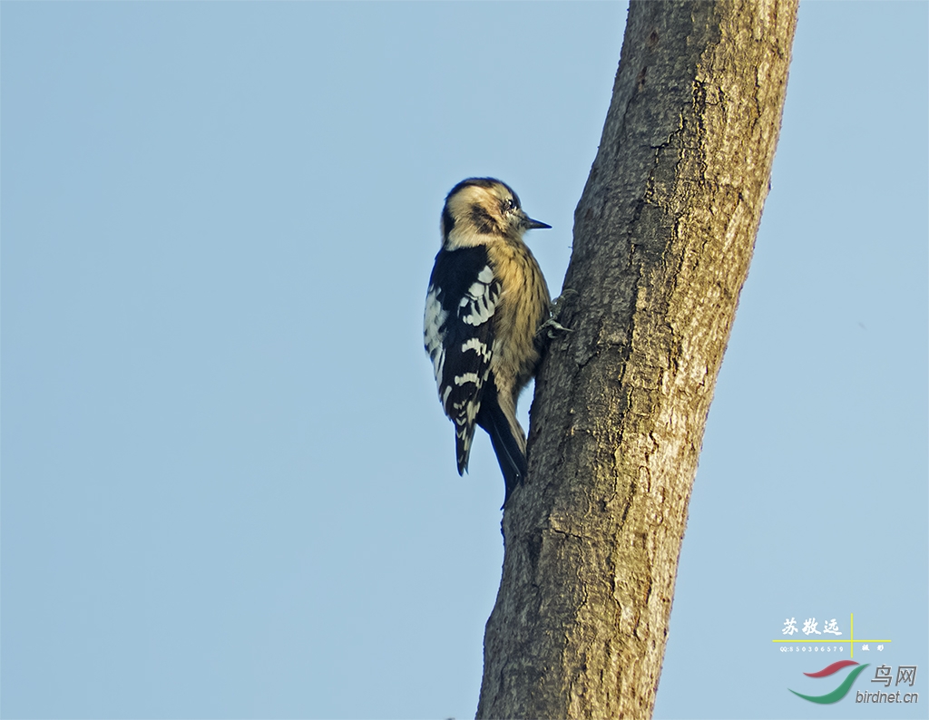 ��ͷ��ľ�� (1).jpg