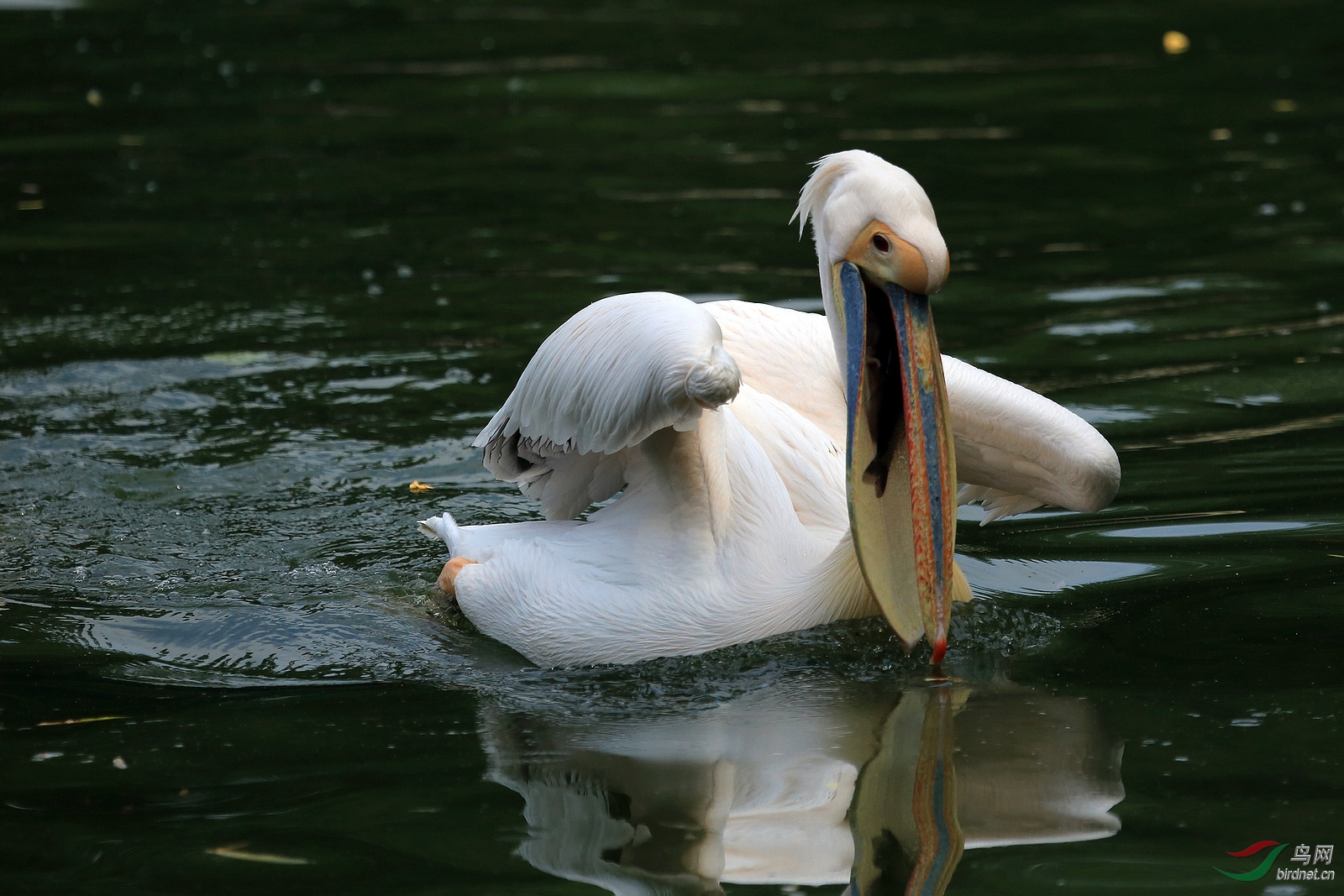 鹈鹕抓鱼全过程的精彩瞬间