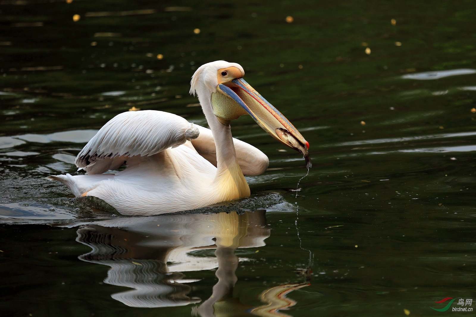 鹈鹕抓鱼全过程的精彩瞬间