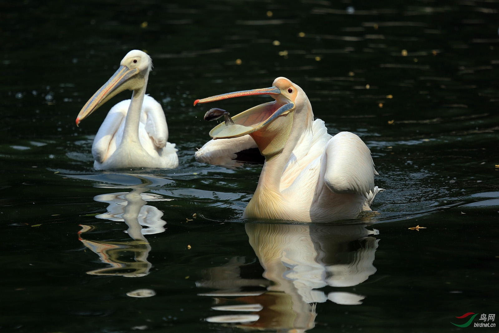 鹈鹕抓鱼全过程的精彩瞬间