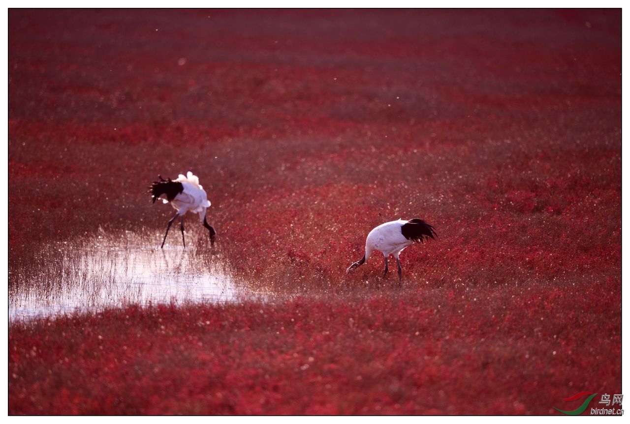 【视觉日记】相约红海滩-丹顶鹤10