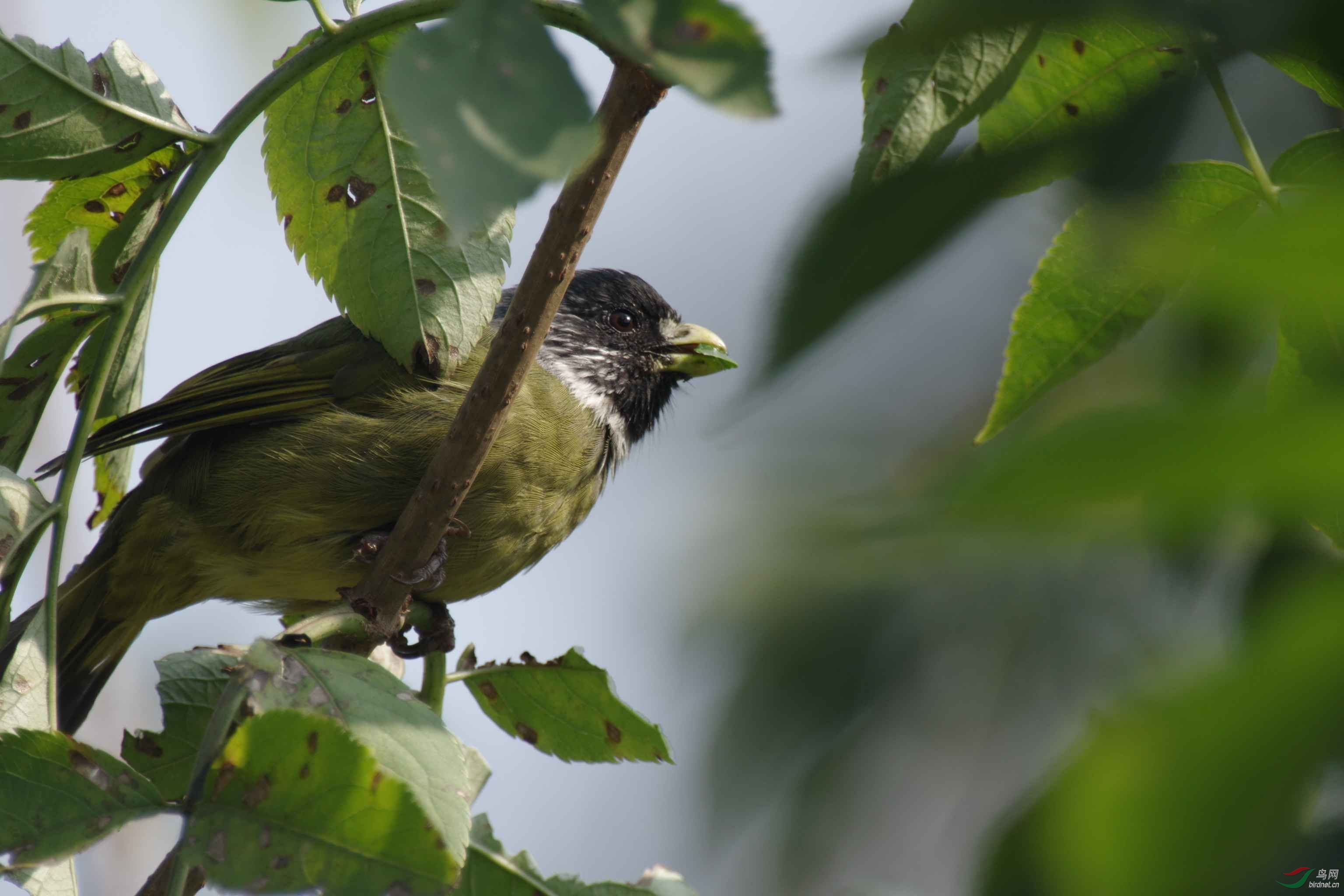 西安植物园的鸟