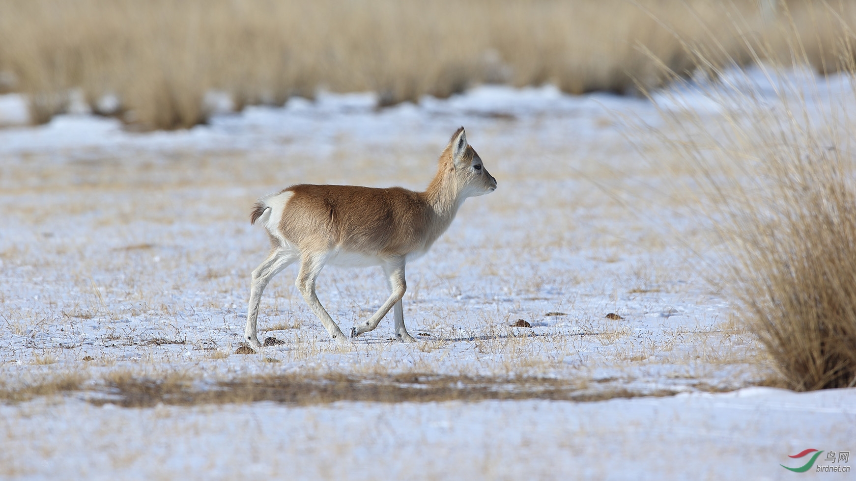 拯救普氏原羚我们在行动