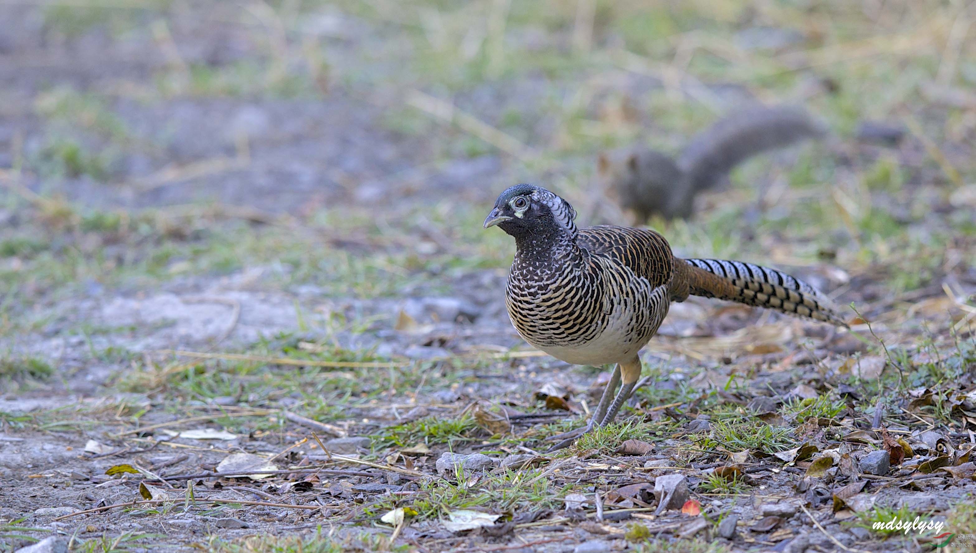 白腹锦鸡亚成康定