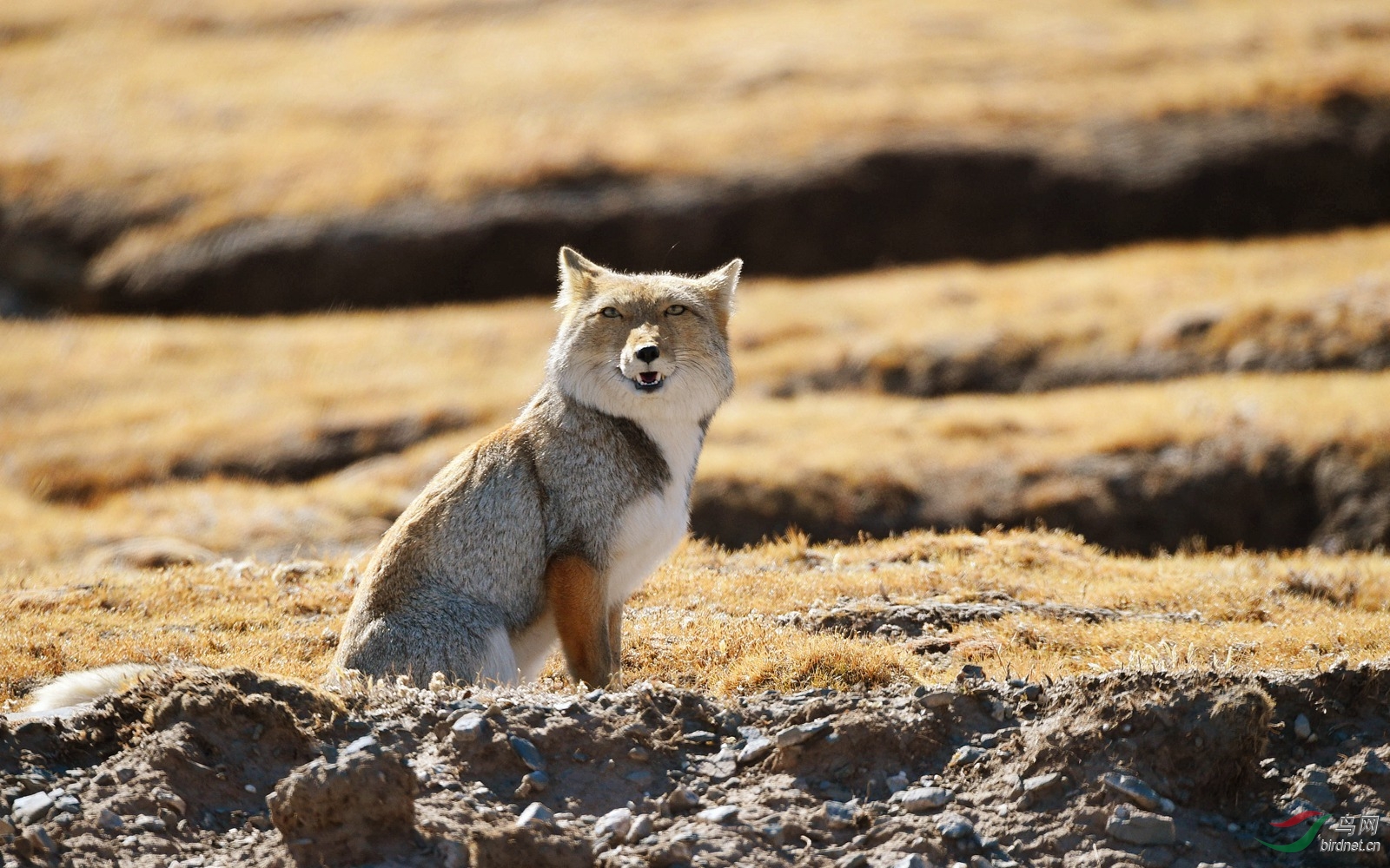高原狐狸