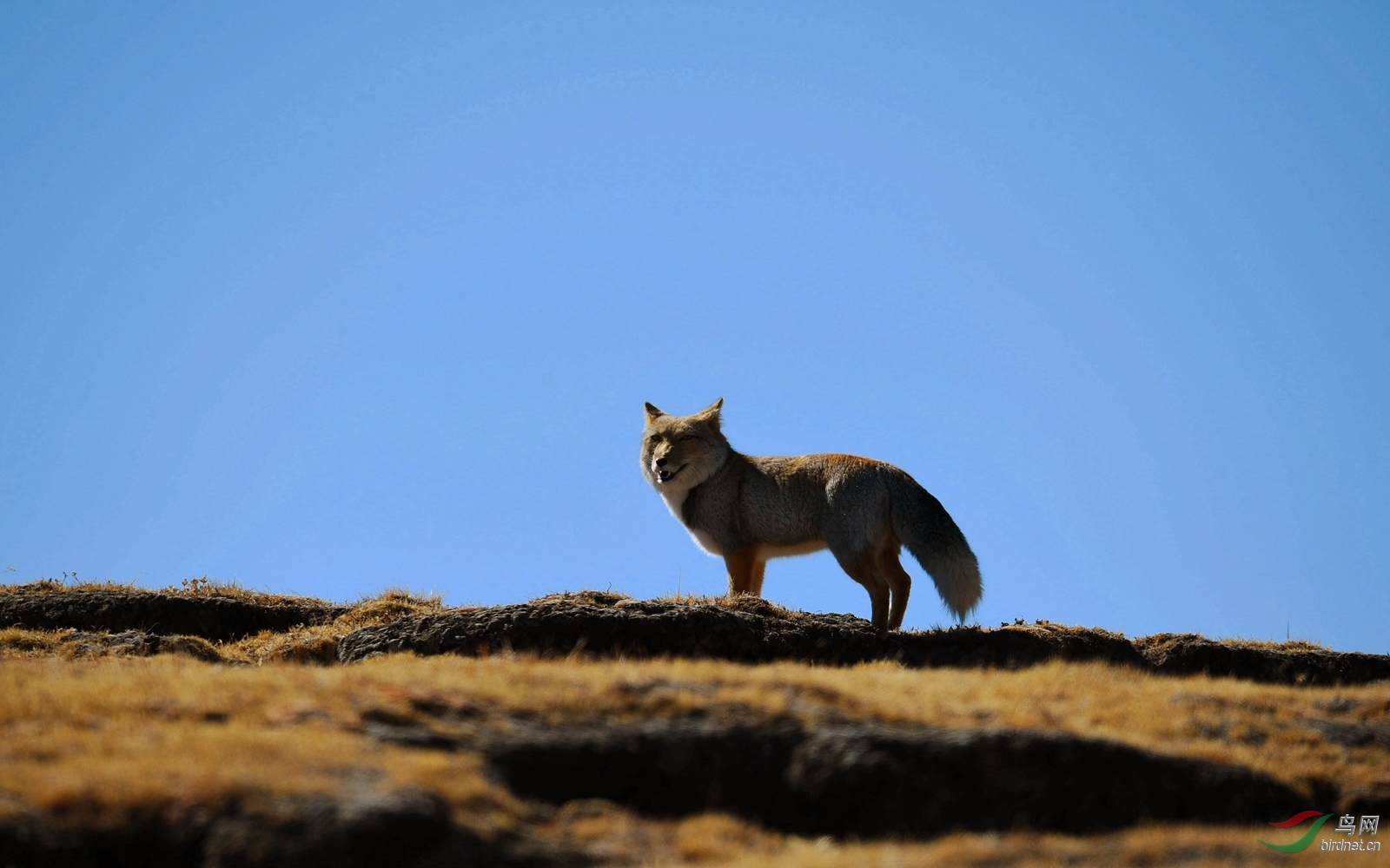 高原狐狸