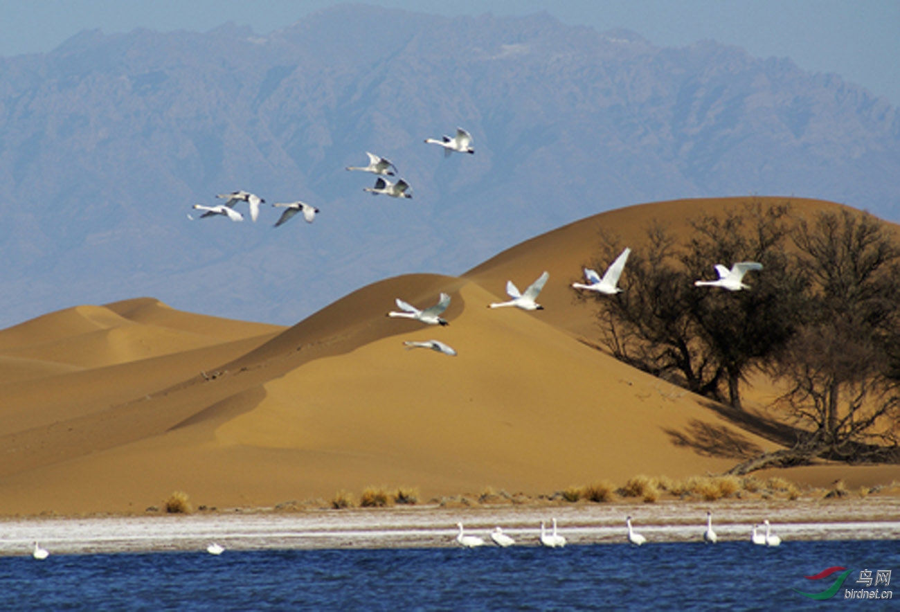 沙海精灵内蒙古阿拉善左旗腾格里天鹅湖