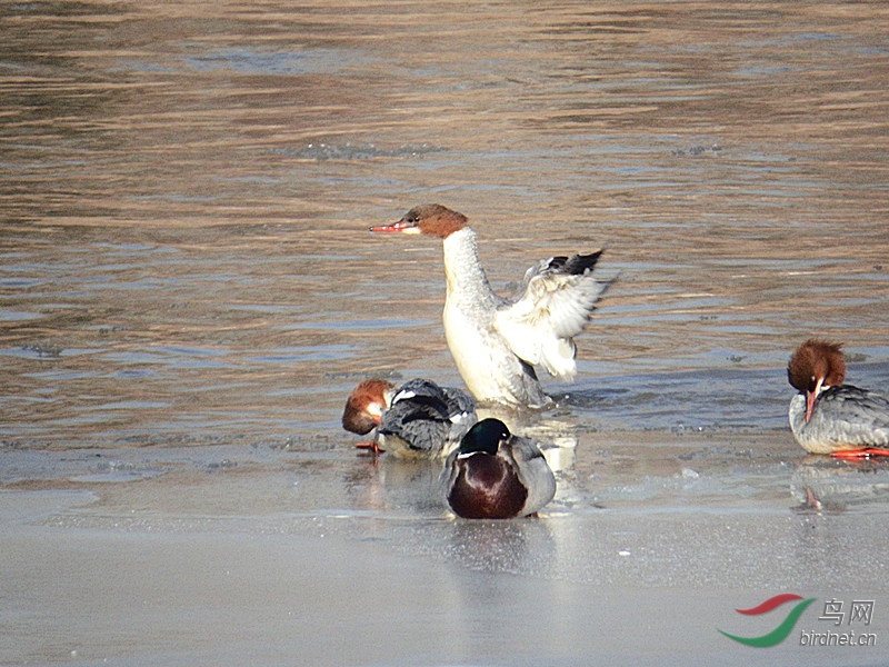 这叫什么鸭我从湟水河拍摄的